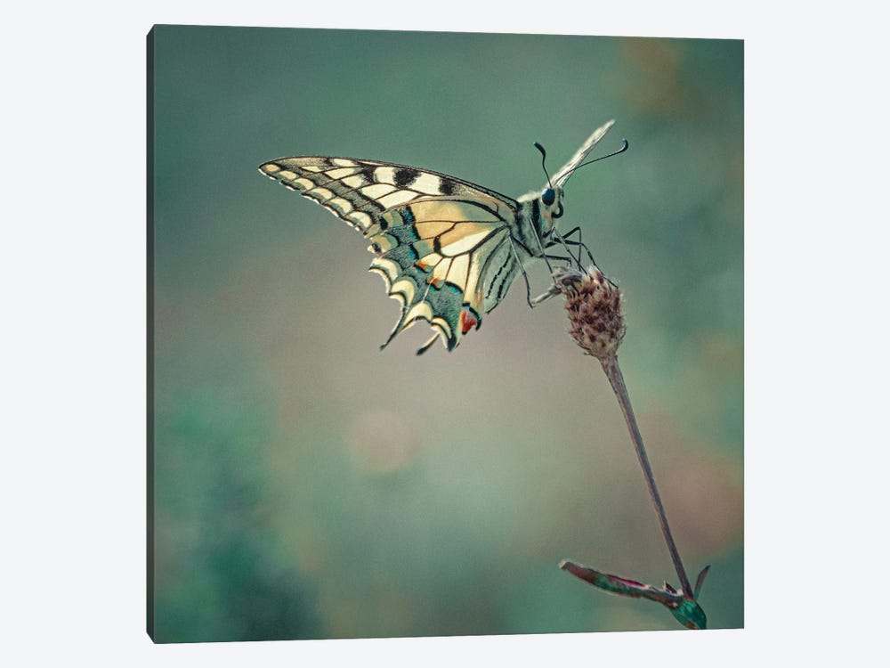 Swallowtail Butterfly II by Niki Colemont 1-piece Canvas Wall Art