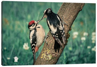 Woodpecker Family Canvas Art Print - Woodpecker Art