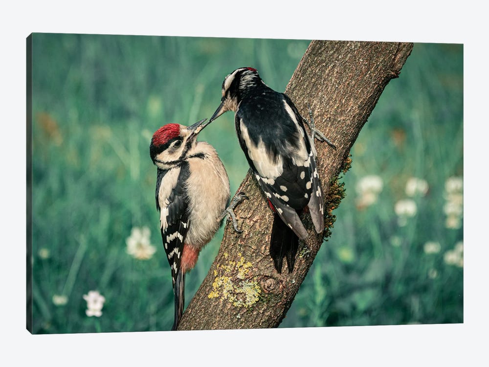 Woodpecker Family by Niki Colemont 1-piece Canvas Artwork