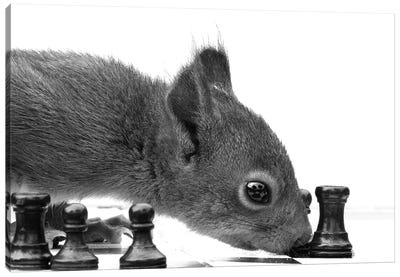 Checkmate Canvas Art Print - Squirrel Art
