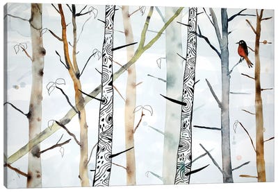 Robin Canvas Art Print - Aspen and Birch Trees