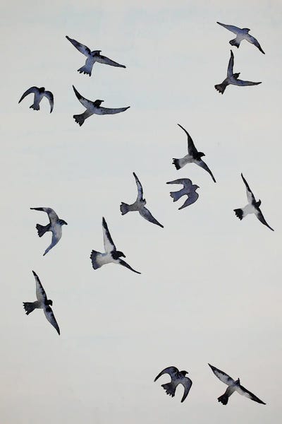 Nynke Kuipers: The Crows by Nynke Kuipers