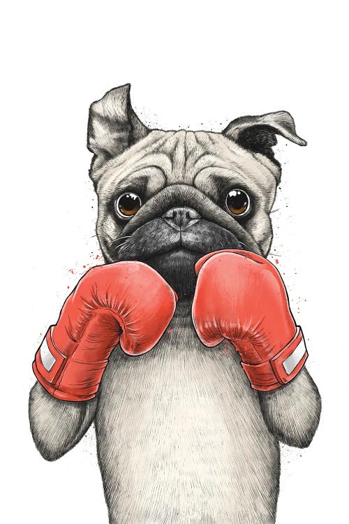 Pug Boxer