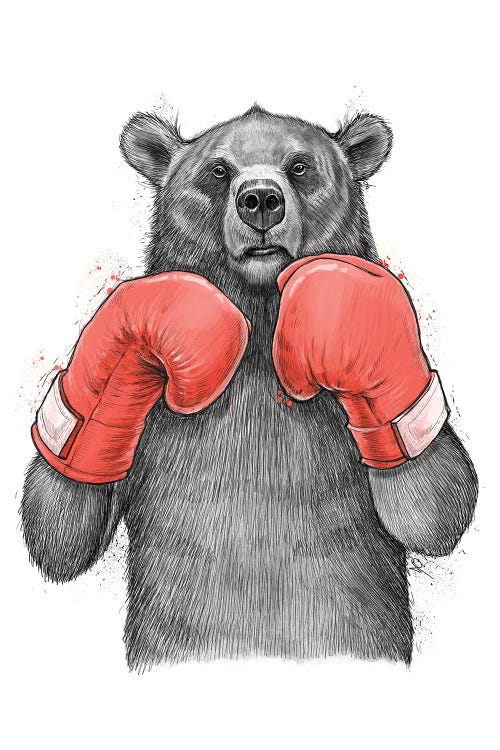 Bear Boxer