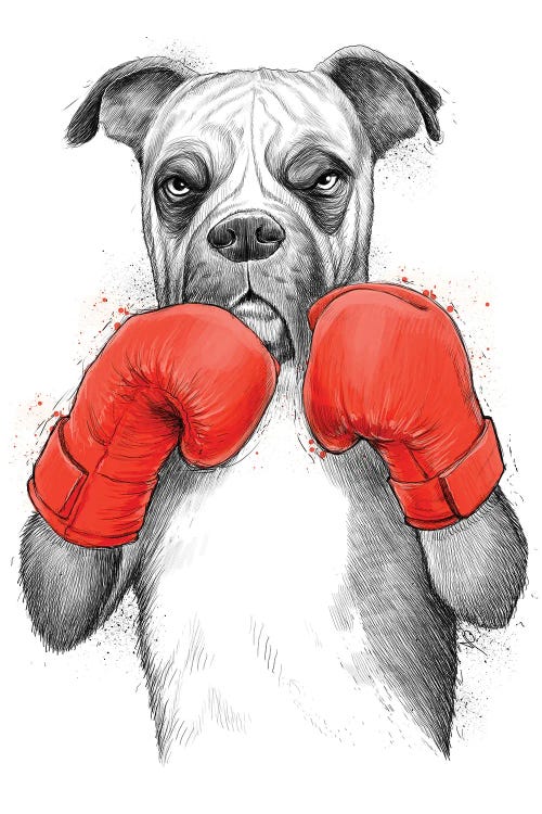 Boxer