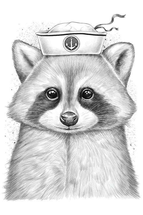 Raccoon Sailor