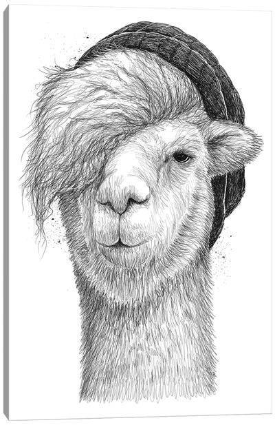 Lama Canvas Art Print - Llama & Alpaca Art