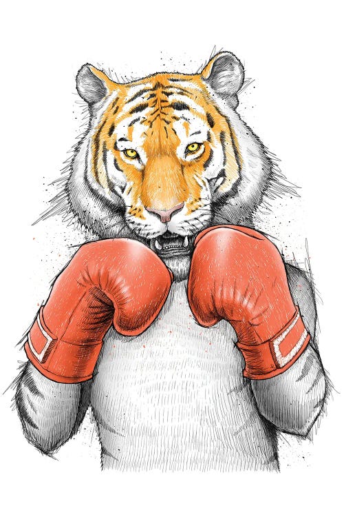 Tiger Boxer