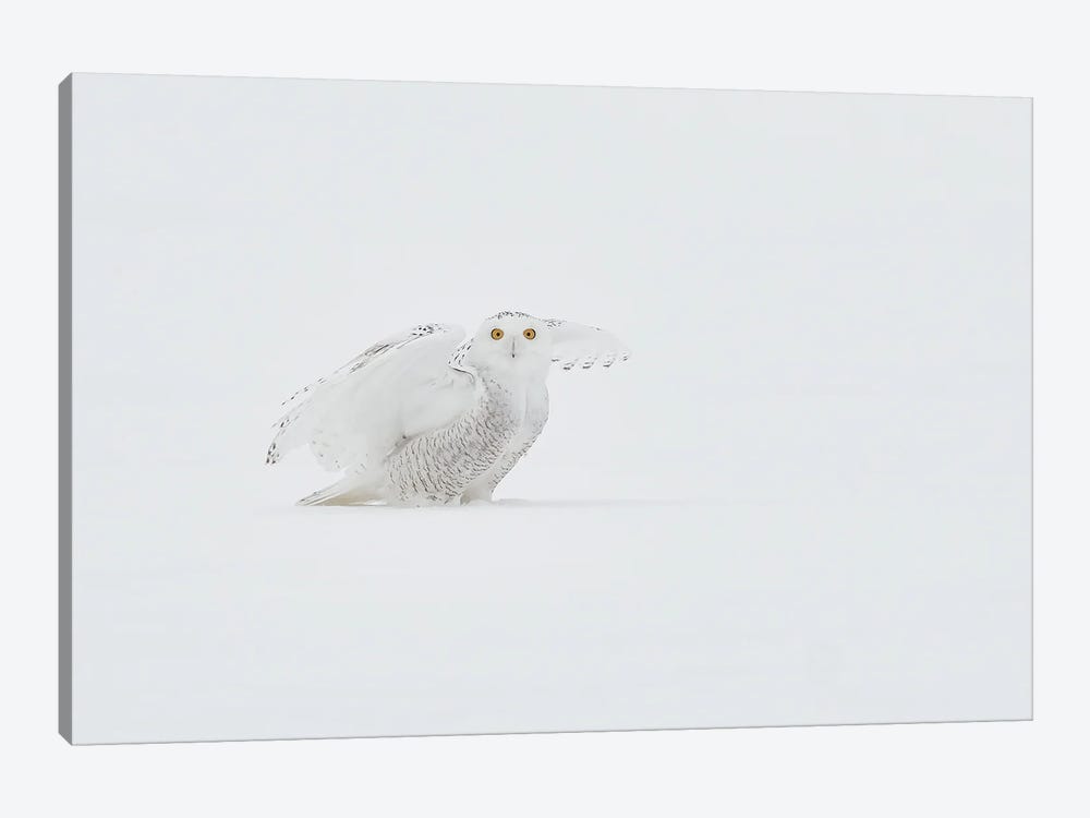 White Ghost by Jim Luo 1-piece Canvas Artwork
