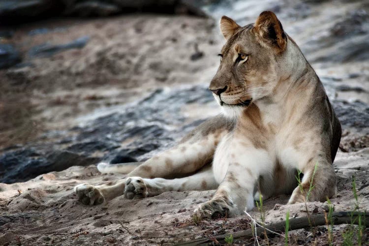 Afternoon Pose by Niassa Lion Project wall art