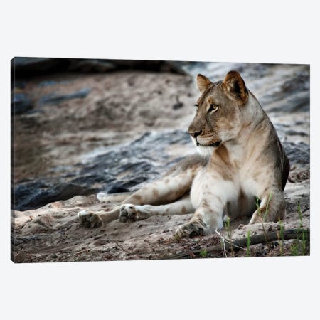 Afternoon Pose Canvas Print #NLP1} by Niassa Lion Project Art Print