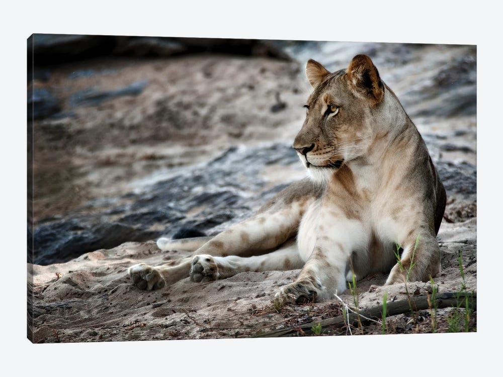 Afternoon Pose by Niassa Lion Project 1-piece Canvas Art Print