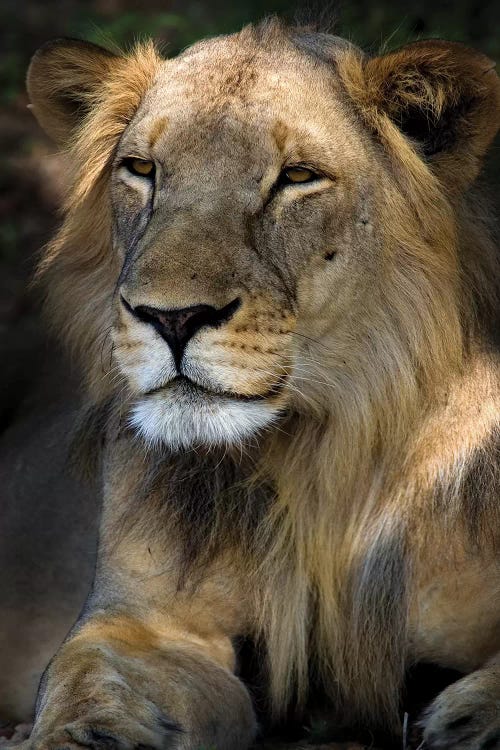 Cape Lion