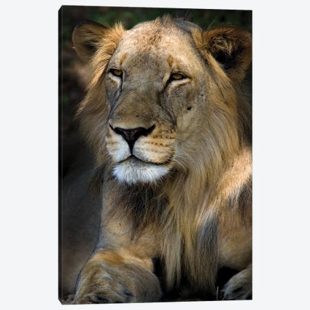 Cape Lion Canvas Print #NLP2} by Niassa Lion Project Canvas Print