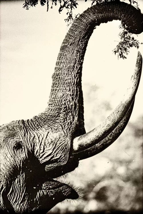 Reaching High by Niassa Lion Project wall art