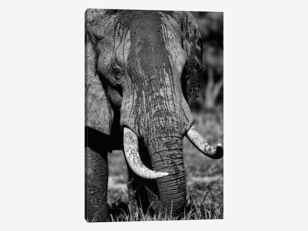 Tusks by Niassa Lion Project 1-piece Canvas Artwork
