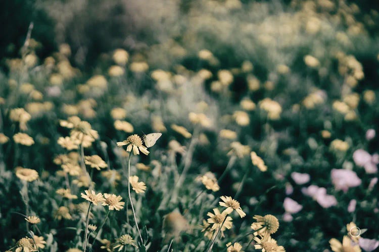 Field Friends Fade by Nathan Larson wall art