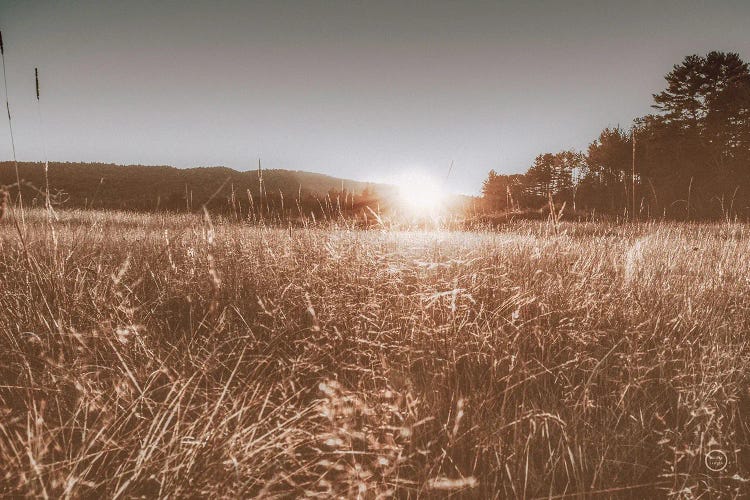 Fields Of Gold by Nathan Larson wall art