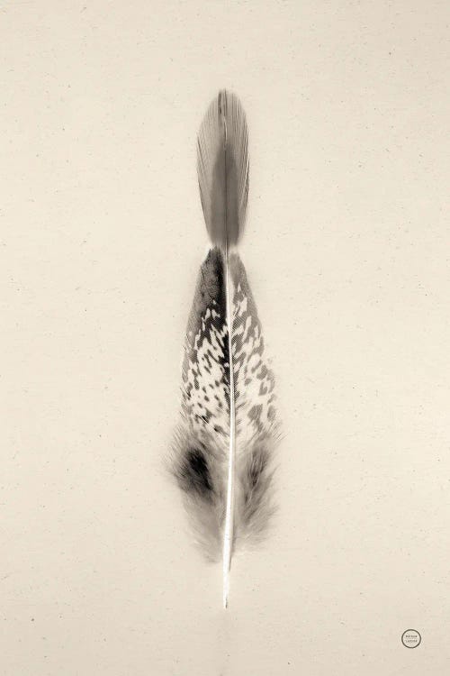 Floating Feathers I by Nathan Larson wall art