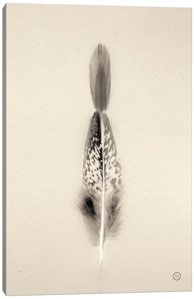 Floating Feathers I Canvas Art Print