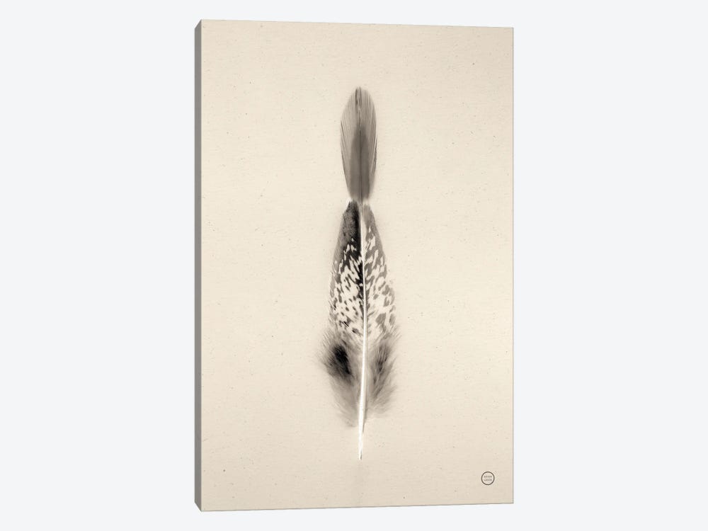 Floating Feathers I by Nathan Larson 1-piece Canvas Art Print