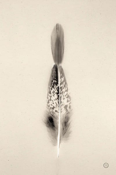 Feathers: Floating Feathers I by Nathan Larson