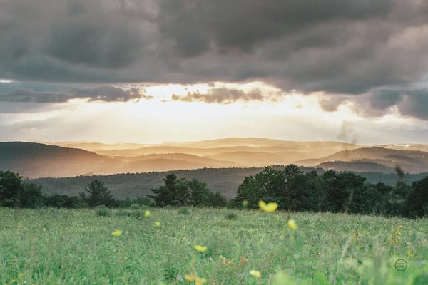 Nathan Larson: Laying In The Flowers by Nathan Larson