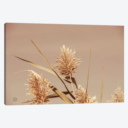 Noon Grasses III Canvas Print #NLR14} by Nathan Larson Canvas Art