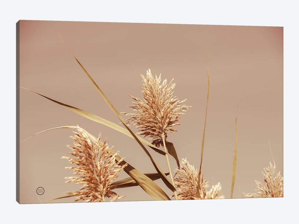 Noon Grasses III by Nathan Larson 1-piece Canvas Art Print