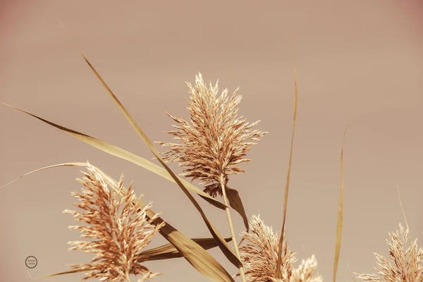 Noon Grasses III