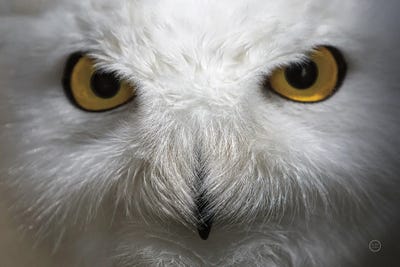 Snowy Owl Stare by Nathan Larson canvas print