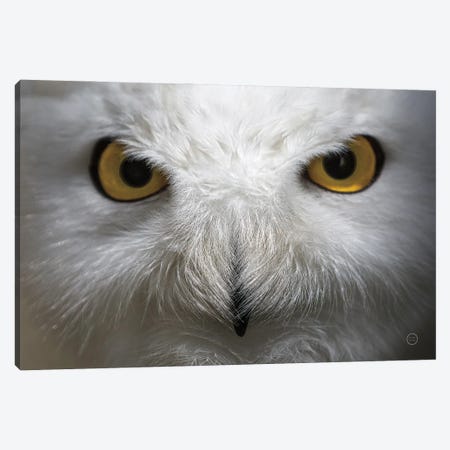 Snowy Owl Stare Canvas Print #NLR15} by Nathan Larson Canvas Art