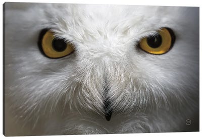 Snowy Owl Stare Canvas Art Print