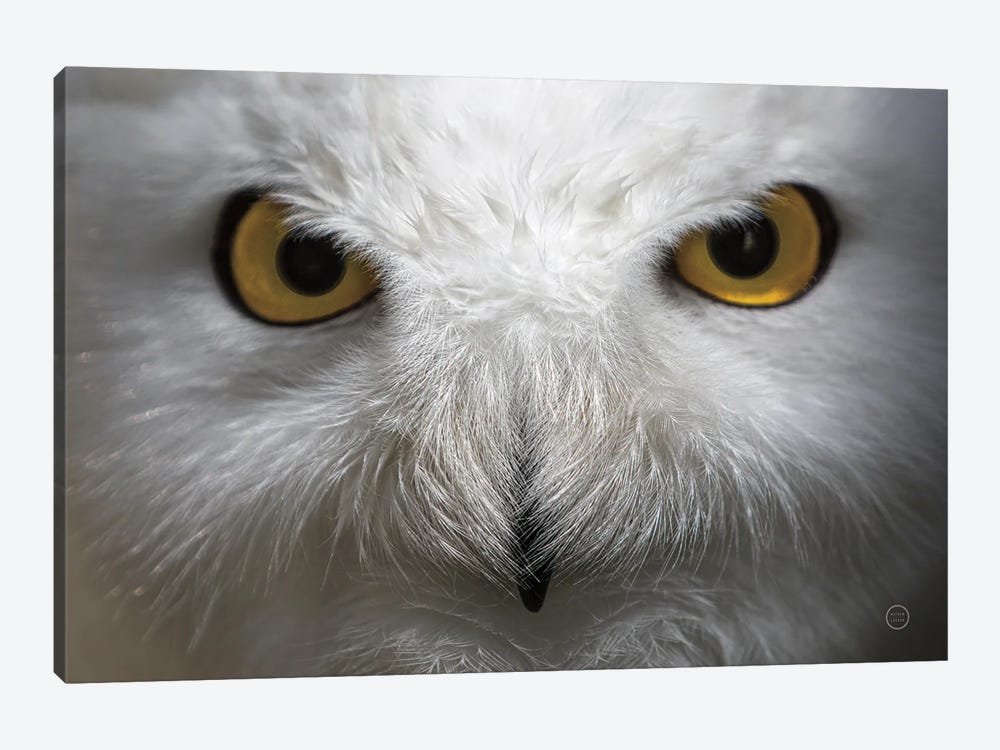 Snowy Owl Stare by Nathan Larson 1-piece Canvas Wall Art