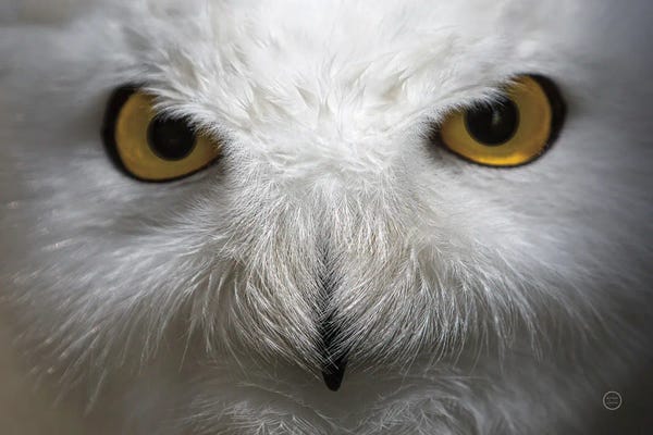 Nathan Larson: Snowy Owl Stare by Nathan Larson