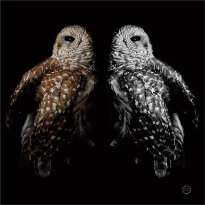 Still A Life by Nathan Larson canvas print