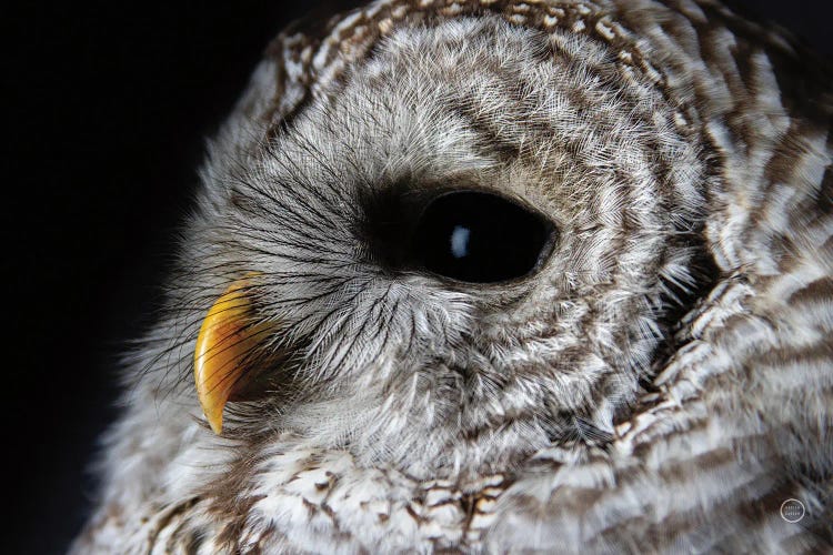 Barred Owl Portrait by Nathan Larson wall art