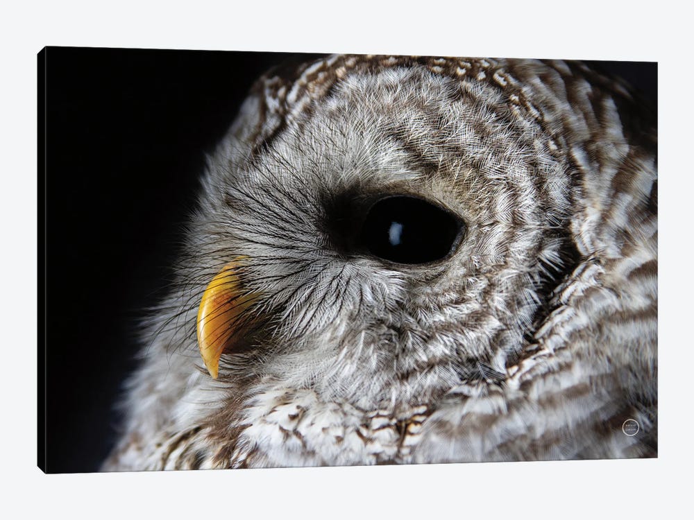 Barred Owl Portrait by Nathan Larson 1-piece Canvas Wall Art