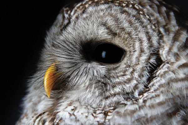 Nathan Larson: Barred Owl Portrait by Nathan Larson