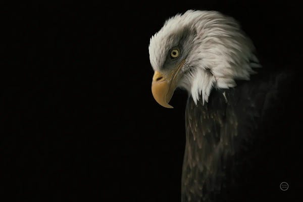 Nathan Larson: Eagle Bow by Nathan Larson