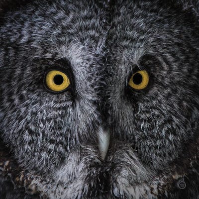 Great Grey Owl by Nathan Larson canvas print