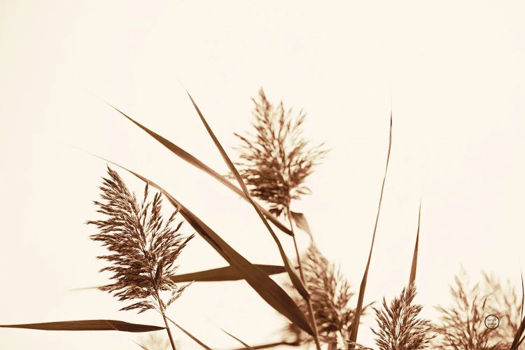 Country Grasses I by Nathan Larson wall art