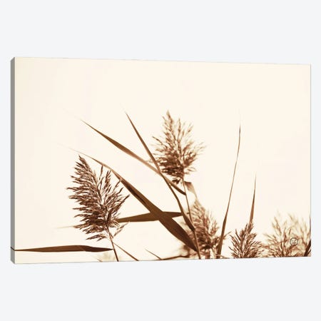 Country Grasses I Canvas Print #NLR21} by Nathan Larson Canvas Art