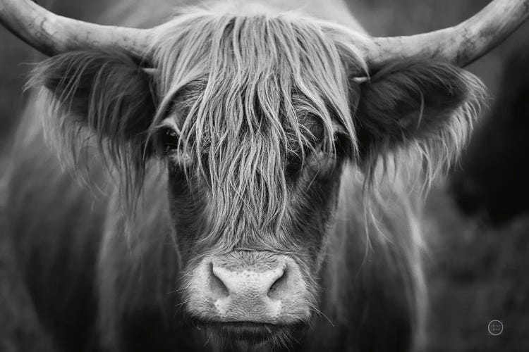 Cow Nose In Black & White by Nathan Larson wall art