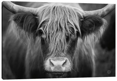 Cow Nose In Black & White Canvas Art Print