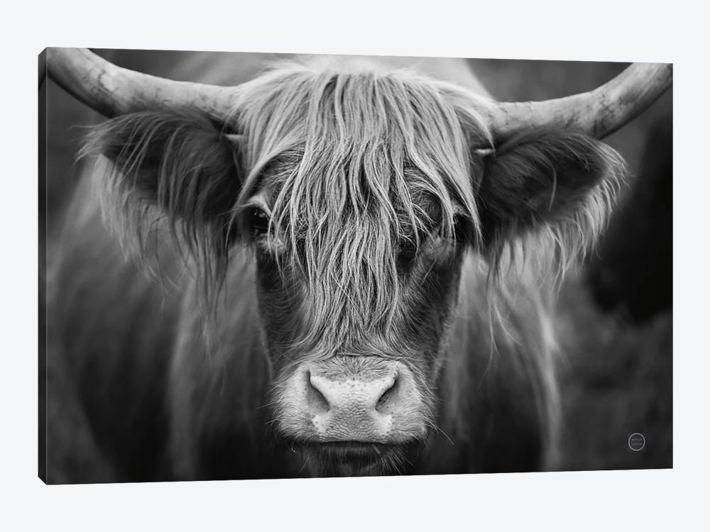 Cow Nose In Black & White by Nathan Larson 1-piece Canvas Artwork