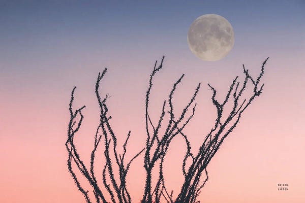 Nathan Larson: Reaching Up Moon by Nathan Larson