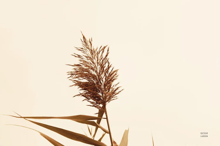 Summer Reeds I by Nathan Larson wall art