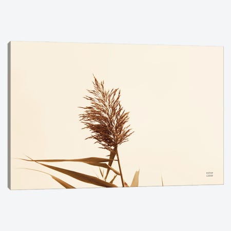 Summer Reeds I Canvas Print #NLR25} by Nathan Larson Canvas Print