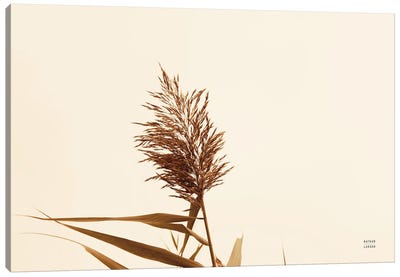 Summer Reeds I Canvas Art Print